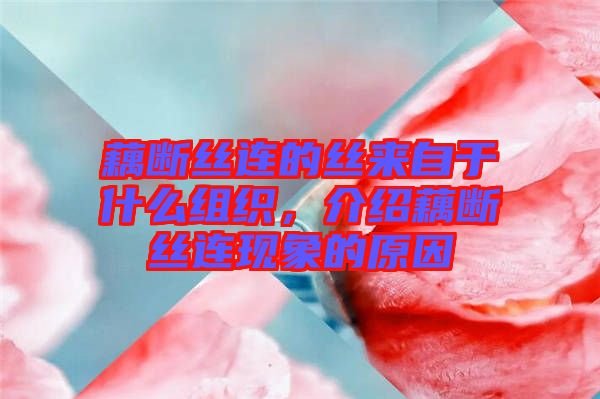 藕斷絲連的絲來自于什么組織，介紹藕斷絲連現(xiàn)象的原因