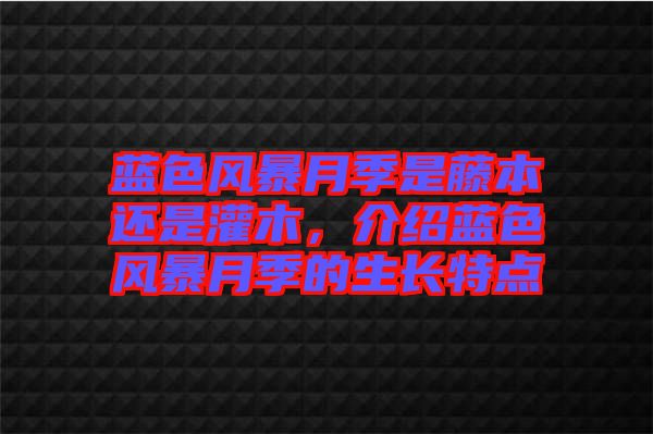 藍色風暴月季是藤本還是灌木，介紹藍色風暴月季的生長特點